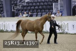 25R13_14397 thumbnail