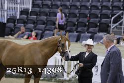 25R13_14398 thumbnail
