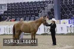 25R13_14401 thumbnail