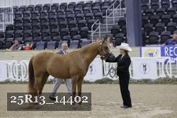 25R13_14402 thumbnail