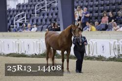 25R13_14408 thumbnail