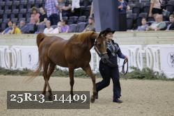 25R13_14409 thumbnail