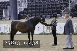 25R13_14438 thumbnail