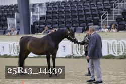 25R13_14439 thumbnail