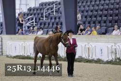 25R13_14446 thumbnail