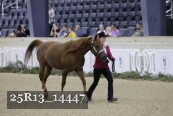 25R13_14447 thumbnail