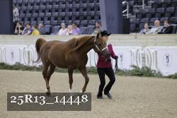 25R13_14448 thumbnail
