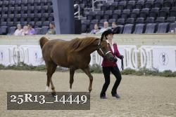 25R13_14449 thumbnail