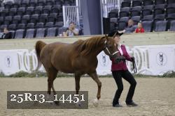 25R13_14451 thumbnail