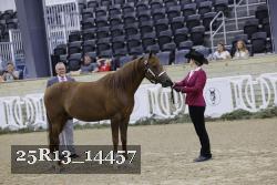 25R13_14457 thumbnail