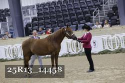 25R13_14458 thumbnail