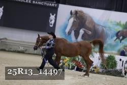 25R13_14497 thumbnail