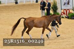 25R1516_00249 thumbnail