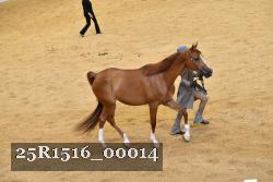 25R1516_00014 thumbnail