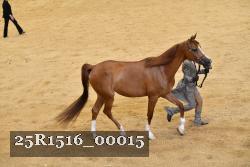25R1516_00015 thumbnail