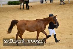 25R1516_00024 thumbnail