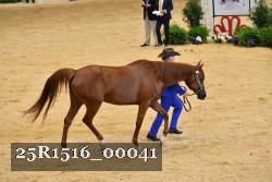 25R1516_00041 thumbnail