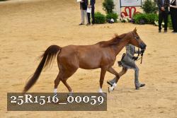 25R1516_00059 thumbnail