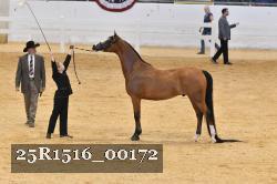 25R1516_00172 thumbnail