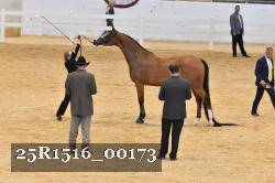 25R1516_00173 thumbnail
