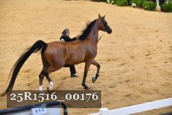25R1516_00176 thumbnail
