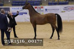 25R1516_00177 thumbnail
