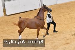 25R1516_00198 thumbnail