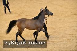 25R1516_00202 thumbnail