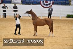 25R1516_00203 thumbnail