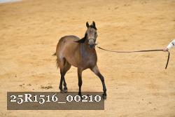 25R1516_00210 thumbnail
