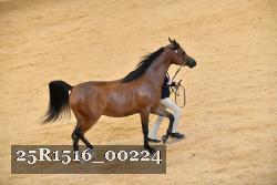25R1516_00224 thumbnail
