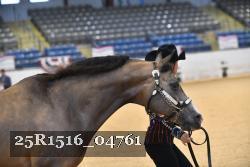 25R1516_04761 thumbnail