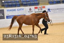 25R1516_04763 thumbnail