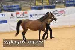 25R1516_04772 thumbnail