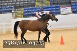 25R1516_04775 thumbnail