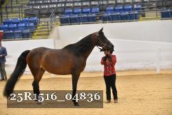 25R1516_04836 thumbnail