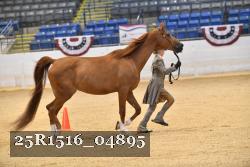 25R1516_04895 thumbnail