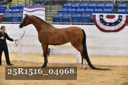 25R1516_04968 thumbnail