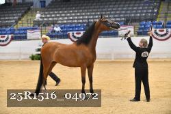 25R1516_04972 thumbnail