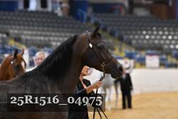 25R1516_04975 thumbnail