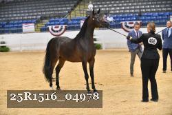 25R1516_04978 thumbnail
