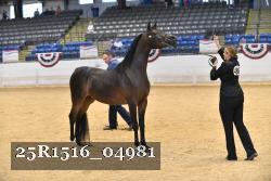 25R1516_04981 thumbnail
