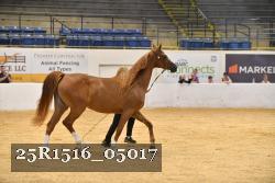 25R1516_05017 thumbnail