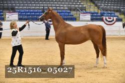 25R1516_05027 thumbnail