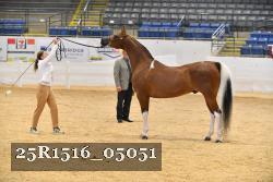 25R1516_05051 thumbnail