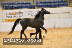 25R1516_05061 thumbnail