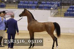 25R1516_05110 thumbnail