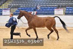 25R1516_05907 thumbnail