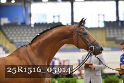 25R1516_05914 thumbnail