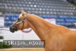 25R1516_05922 thumbnail